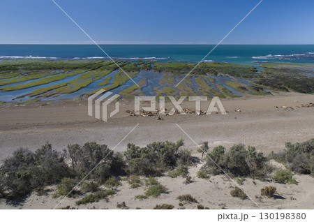 Coastal landscape with cliffs in Peninsula Valdes, World Heritage Site, Patagonia Argentina 130198380