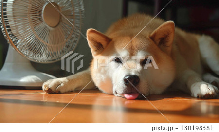 暑い夏の日に扇風機の前でくつろぐ可愛い犬(Cute Dog Relaxing in Front o) 130198381