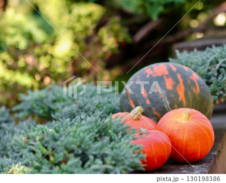 Seasonal bright pumpkins on a stone wall, surrounded by green foliage. Autumn background Seasonal bright pumpkins on a stone wall, surrounded by green foliage. Autumn background 130198386
