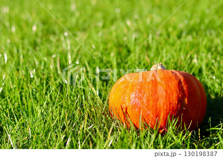 A vibrant orange pumpkin sits in bright green grass, bathed in sunlight. Autumn background 130198387