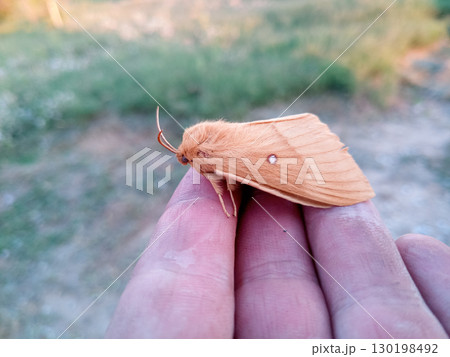 orange shaggy large butterfly orange shaggy large butterfly 130198492