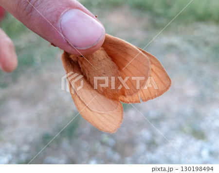 orange shaggy large butterfly orange shaggy large butterfly 130198494