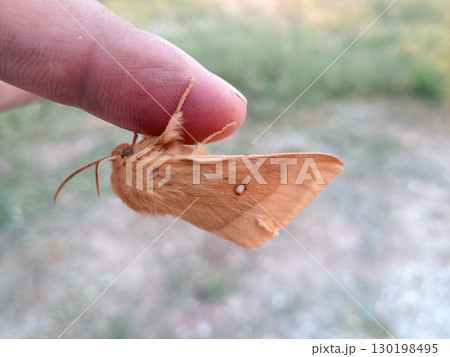 orange shaggy large butterfly orange shaggy large butterfly 130198495