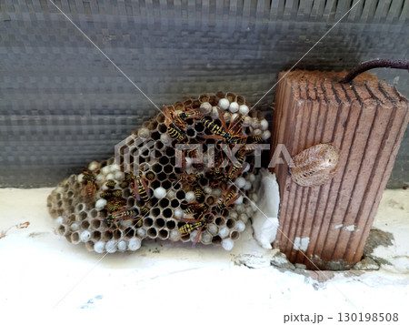 nest of wasps polystyles under the roof of the house 130198508
