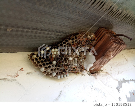 nest of wasps polystyles under the roof of the house 130198512