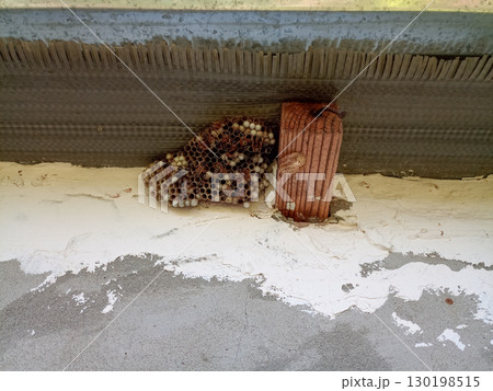 nest of wasps polystyles under the roof of the house nest of wasps polystyles under the roof of the house 130198515