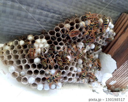 nest of wasps polystyles under the roof of the house nest of wasps polystyles under the roof of the house 130198517