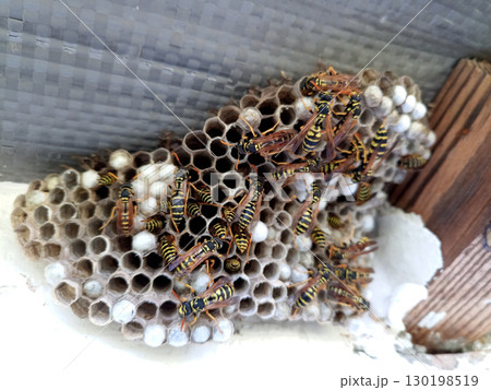 nest of wasps polystyles under the roof of the house 130198519