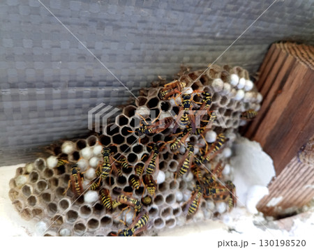 nest of wasps polystyles under the roof of the house 130198520