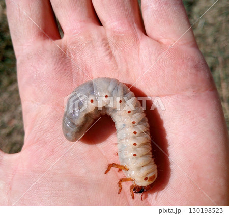 rhinoceros beetle, Rhino beetle larvae in a mans hand. Large beetle larva 130198523