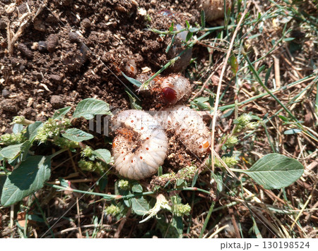 rhinoceros beetle, Rhino beetle larvae on ground in sawdust. 130198524