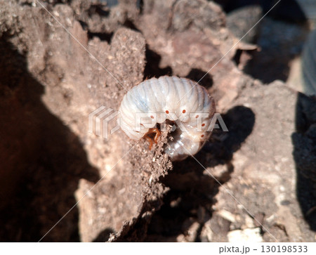 rhinoceros beetle, Rhino beetle larvae on rotten wood stump. rhinoceros beetle, Rhino beetle larvae on rotten wood stump. 130198533