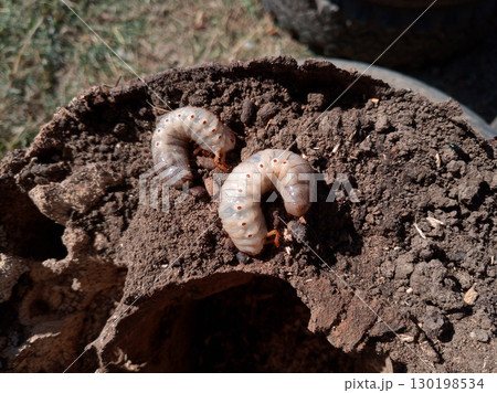rhinoceros beetle, Rhino beetle larvae on rotten wood stump. rhinoceros beetle, Rhino beetle larvae on rotten wood stump. 130198534
