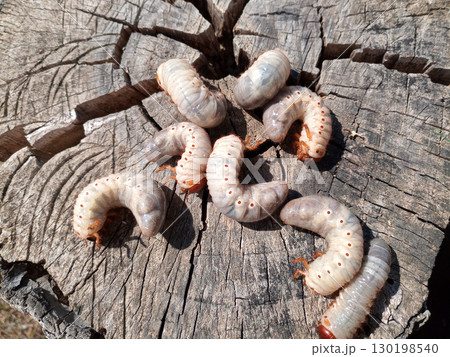 Rhino beetle larvae on an old wood stump. Large larvae of rhinoceros beetle. rhinoceros beetle 130198540