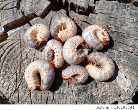 Rhino beetle larvae on an old wood stump. Large larvae of rhinoceros beetle. rhinoceros beetle 130198541