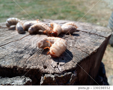 Rhino beetle larvae on an old wood stump. Large larvae of rhinoceros beetle. rhinoceros beetle 130198552