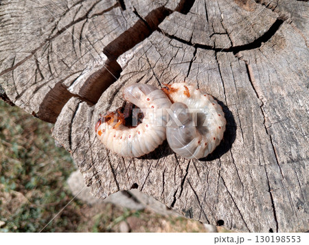 Rhino beetle larvae on an old wood stump. Large larvae of rhinoceros beetle. rhinoceros beetle 130198553
