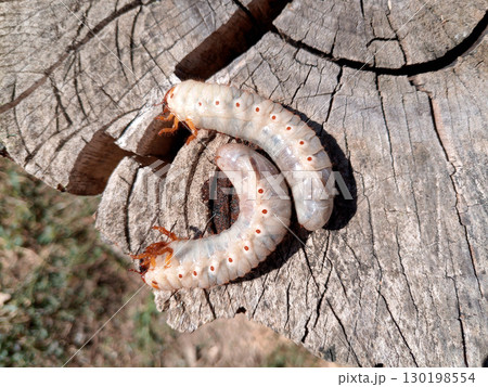 Rhino beetle larvae on an old wood stump. Large larvae of rhinoceros beetle. rhinoceros beetle 130198554