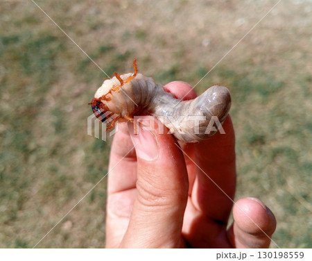 rhinoceros beetle, Rhino beetle larvae in a mans hand. Large beetle larva 130198559