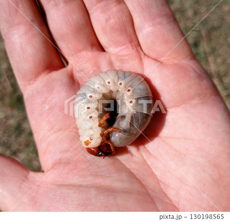 rhinoceros beetle, Rhino beetle larvae in a mans hand. Large beetle larva 130198565