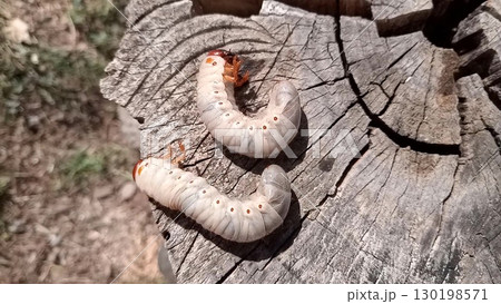 Rhino beetle larvae on an old wood stump. rhinoceros beetle 130198571