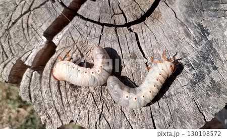 Rhino beetle larvae on an old wood stump. rhinoceros beetle 130198572