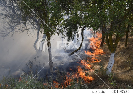 Fire in the forest. Fire and smoke in the forest litter. The grass is burning in the forest. Forest fires Fire in the forest. Fire and smoke in the forest litter. The grass is burning in the forest. Forest fires 130198580