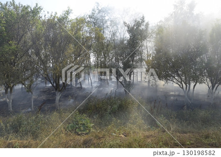 Fire in the forest. Fire and smoke in the forest litter. The grass is burning in the forest. Forest fires 130198582