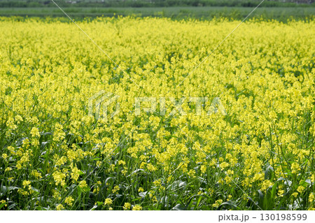 Rapeseed field. Yellow rape flowers, field landscape. 130198599