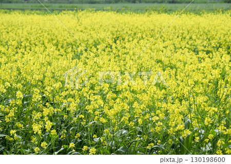 Rapeseed field. Yellow rape flowers, field landscape. 130198600