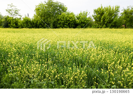 Rapeseed field. Yellow rape flowers, field landscape. 130198665