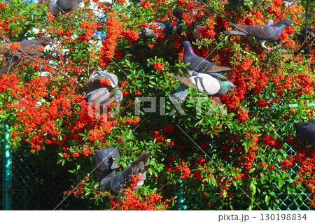 トキワサンザシに群がるドバトの風景 130198834