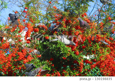 トキワサンザシに群がるドバトの風景 130198835