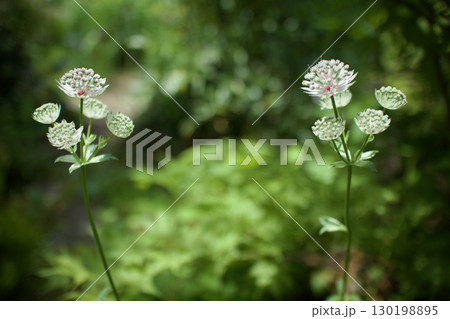 ガラス細工のようなアストランティアの花、花言葉は「星に願いを」「知性」「愛の渇き」。 ガラス細工のようなアストランティアの花、花言葉は「星に願いを」「知性」「愛の渇き」。 130198895