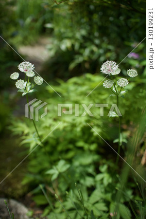 ガラス細工のようなアストランティアの花、花言葉は「星に願いを」「知性」「愛の渇き」。 ガラス細工のようなアストランティアの花、花言葉は「星に願いを」「知性」「愛の渇き」。 130199231