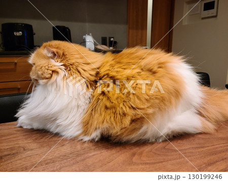 モフモフのスコティッシュフォールド 130199246