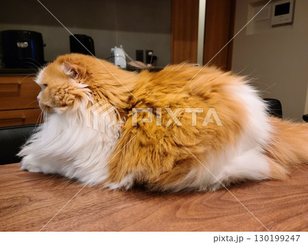 モフモフのスコティッシュフォールド 130199247