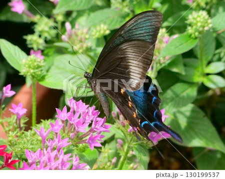 カラスアゲハ 130199537