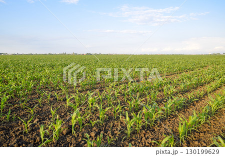 Young green corn on the field. Corn field in the spring. Growing 130199629