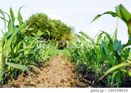 Young green corn on the field. Corn field in the spring. Growing 130199638