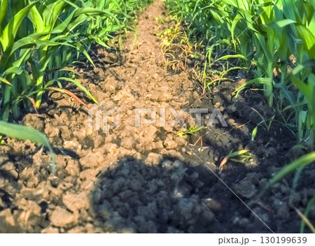 Young green corn on the field. Corn field in the spring. Growing 130199639