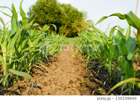 Young green corn on the field. Corn field in the spring. Growing 130199640