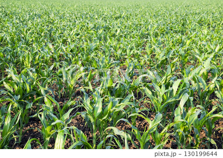 Young green corn on the field. Corn field in the spring. Growing 130199644