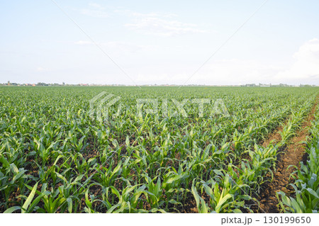 Young green corn on the field. Corn field in the spring. Growing Young green corn on the field. Corn field in the spring. Growing 130199650