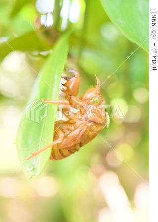 葉にとまるセミの抜け 130199811