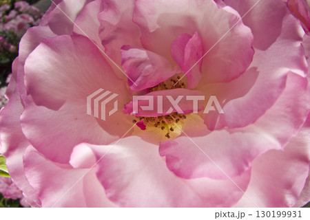 薔薇園にピンク色と白色の薔薇の花が咲いています。このバラの名前はボルデュール・ローズです。 130199931