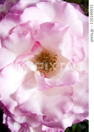 薔薇園にピンク色と白色の薔薇の花が咲いています。このバラの名前はボルデュール・ローズです。 130199933