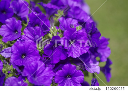 公園の花壇に紫色のペチュニアの花が咲いています。学名はPetuniaです。 130200035