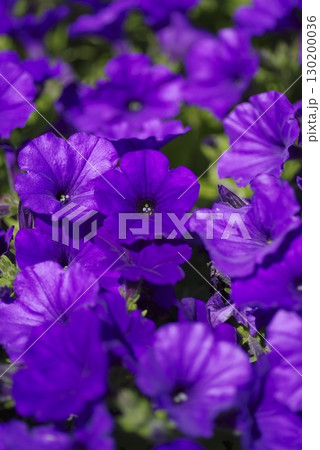 公園の花壇に紫色のペチュニアの花が咲いています。学名はPetuniaです。 130200036