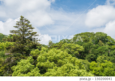 男山の樹林風景　京都府八幡市 130200041